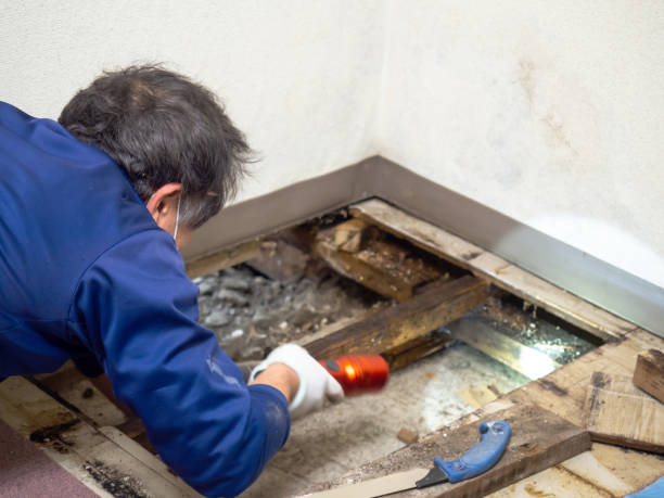 Best Mold Remediation for Specific Building Types in Trion, GA