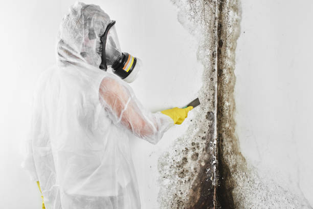 Best Post-Flood Mold Remediation in Trion, GA