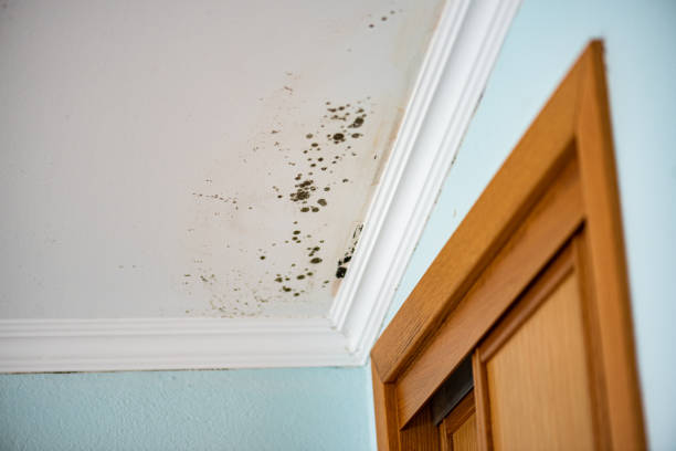 Best Health and Safety Mold Remediation in Trion, GA