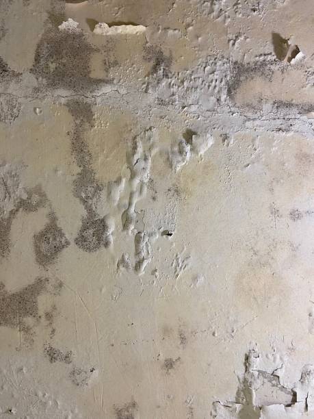 Best White Mold Remediation in Trion, GA