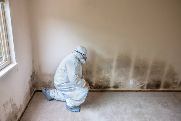 Best DIY Mold Remediation Support Services in Trion, GA