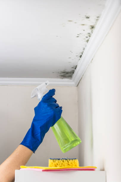 Best Residential Mold Remediation in Trion, GA