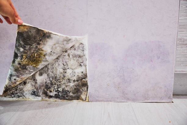 Best Insurance-Related Mold Remediation in Trion, GA